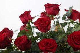 Lizzies 12 Red Rose Bundle